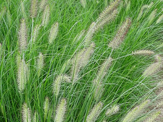 Rozplenica japońska