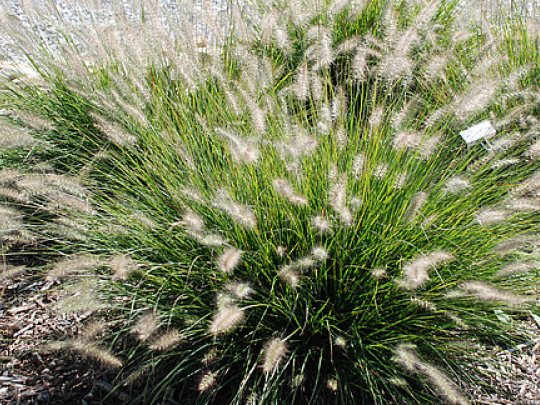 Rozplenica japońska