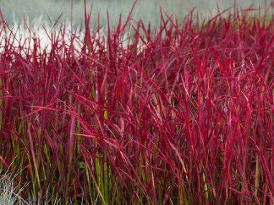 Imperata cylindryczna