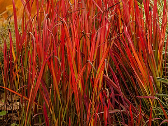 Imperata cylindryczna