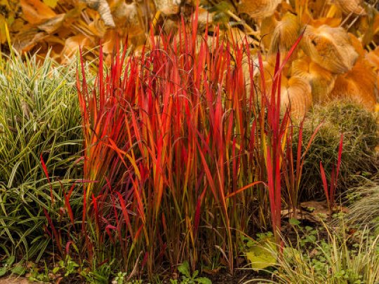 Imperata cylindryczna