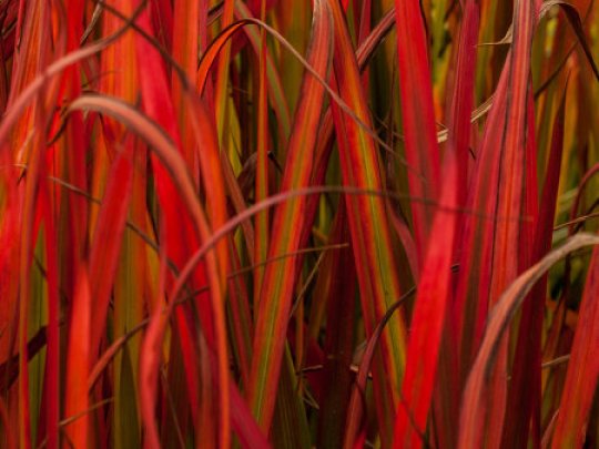 Imperata cylindryczna