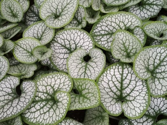 brunnera-alexanders-great-liscie-2