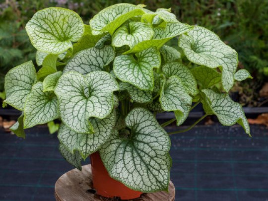 brunnera-alexanders-great-kepa