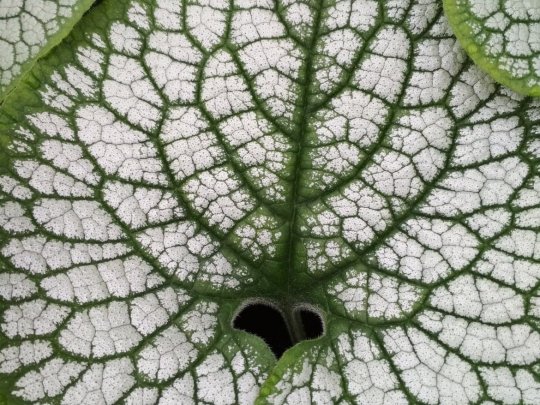brunnera-alexanders-great-liscie-1