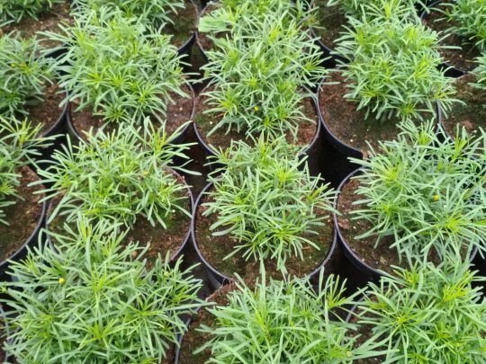 Nachyłek okółkowy