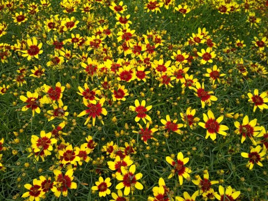 Nachyłek okółkowy