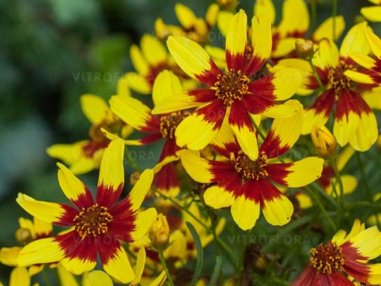 Nachyłek okółkowy