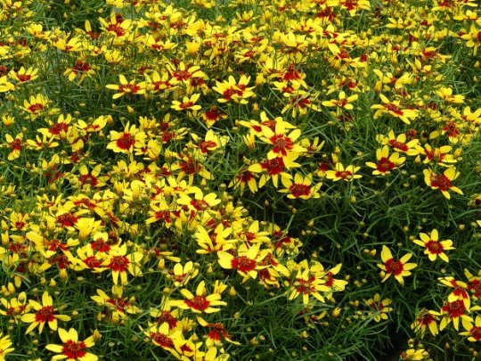 Nachyłek okółkowy