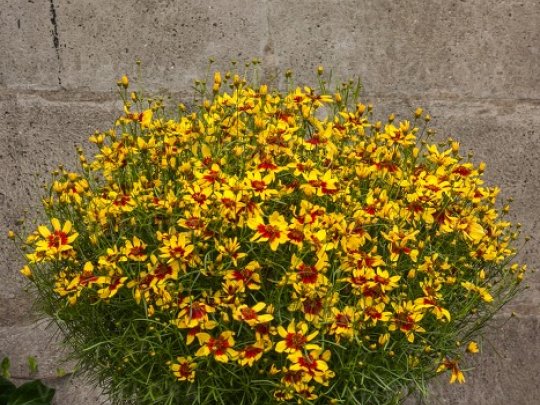 Nachyłek okółkowy