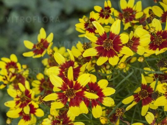 Nachyłek okółkowy