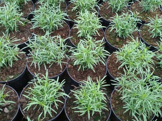 Nachyłek okółkowy