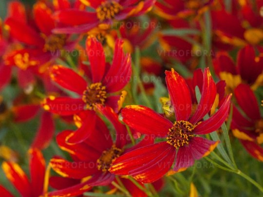 Nachyłek okółkowy