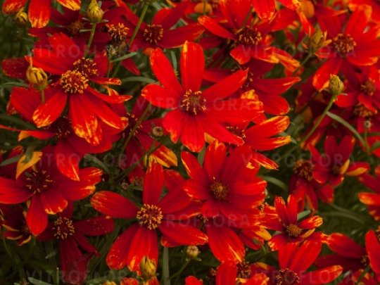 Nachyłek okółkowy