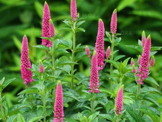 Przetacznik długolistny