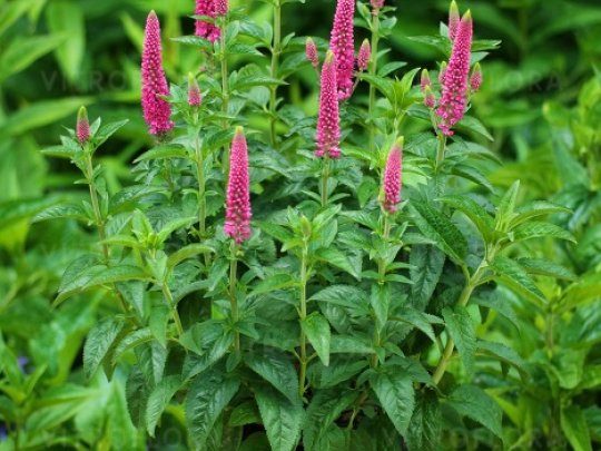 Przetacznik długolistny