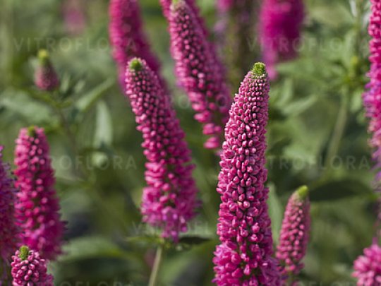 Przetacznik długolistny