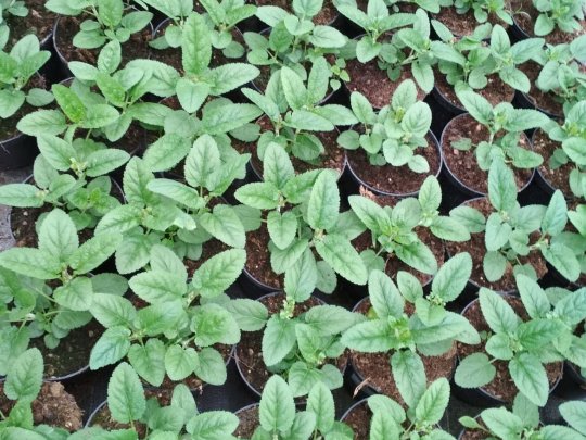 Przetacznik długolistny