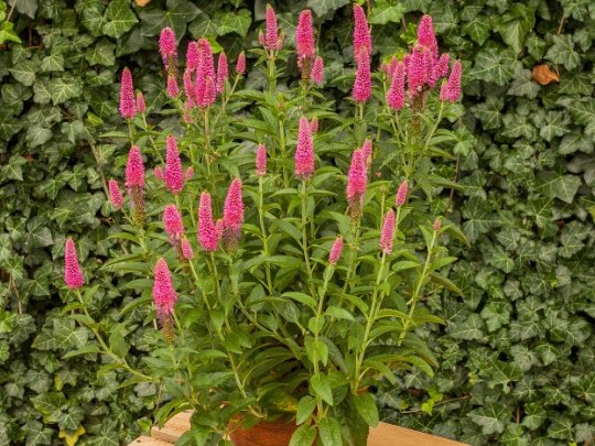 Przetacznik długolistny