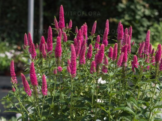 Przetacznik długolistny