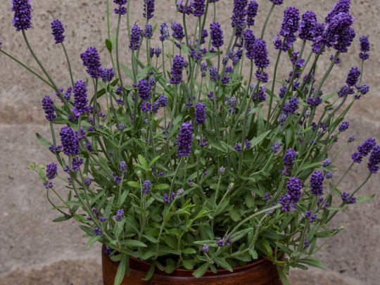 Lawenda wąskolistna