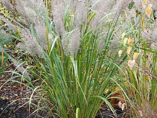 Trzcinnik krótkowłosy