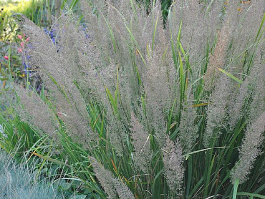 Trzcinnik krótkowłosy