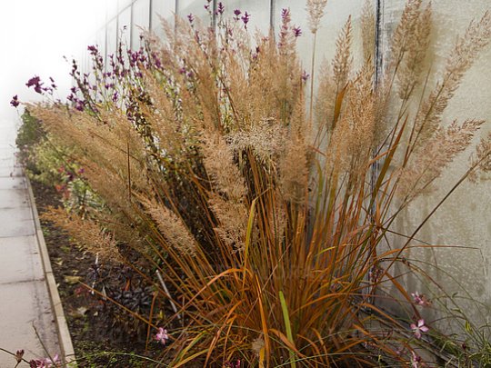 Trzcinnik krótkowłosy