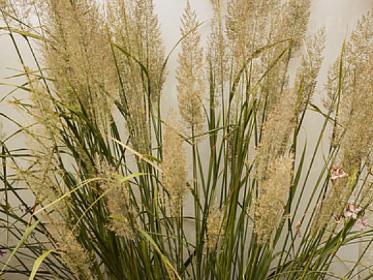 Trzcinnik krótkowłosy