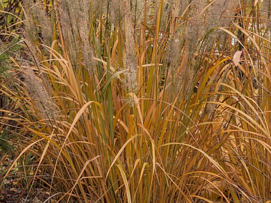 Trzcinnik krótkowłosy