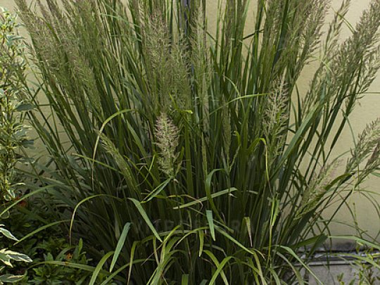 Trzcinnik krótkowłosy