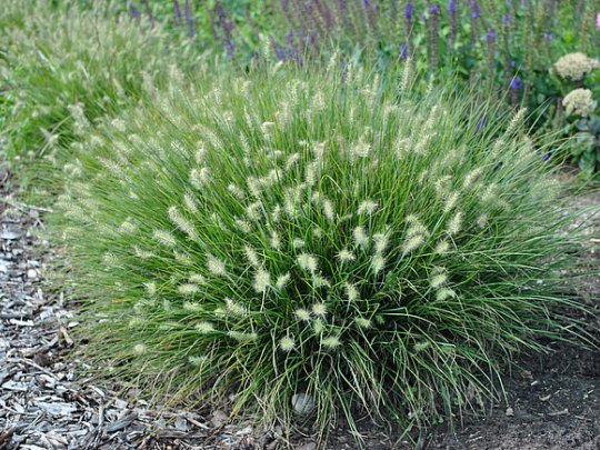 Rozplenica japońska