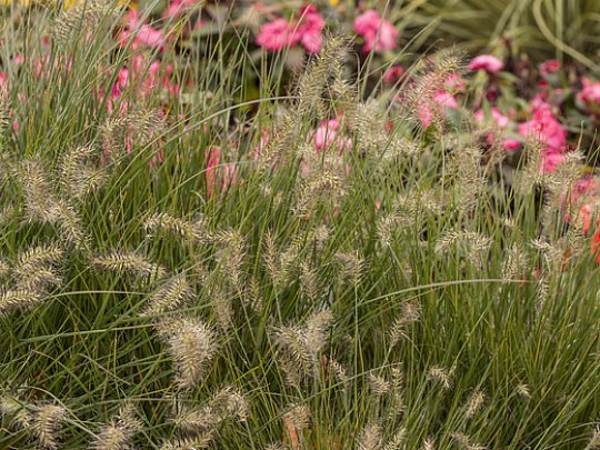 Rozplenica japońska