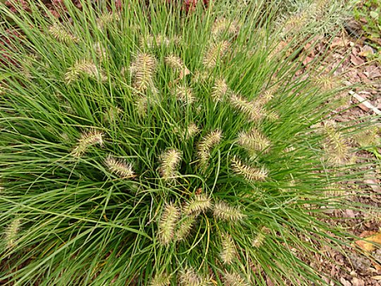 Rozplenica japońska