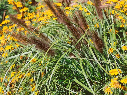 Rozplenica japońska