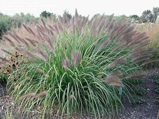 Rozplenica japońska