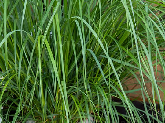 Rozplenica japońska