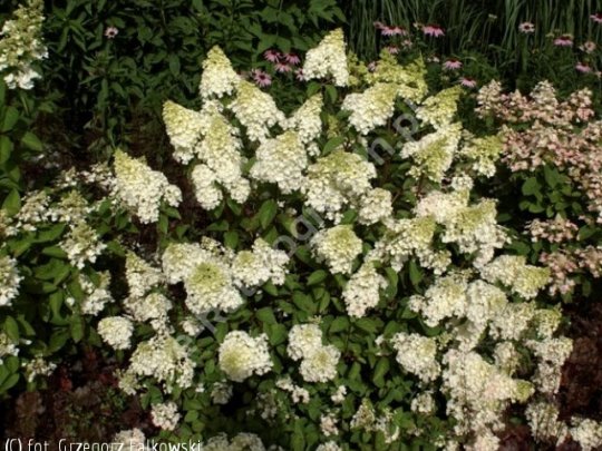 Hortensja bukietowa
