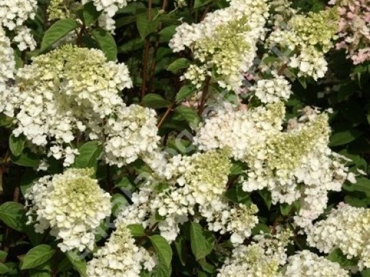 Hortensja bukietowa
