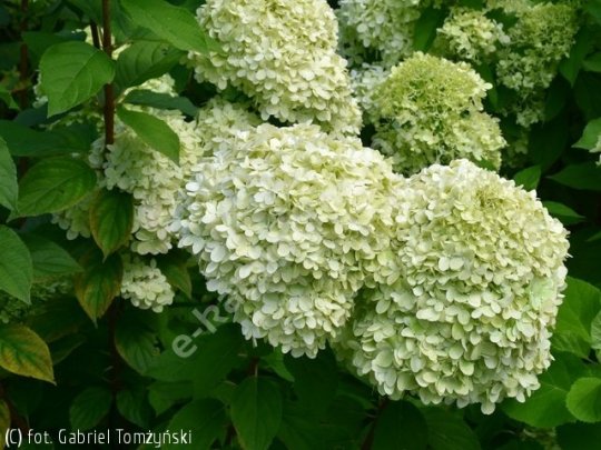 Hortensja bukietowa