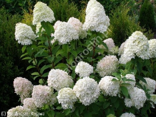 Hortensja bukietowa