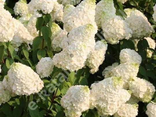 Hortensja bukietowa