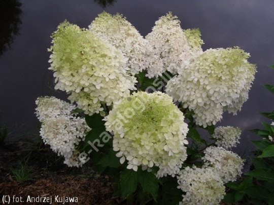 Hortensja bukietowa