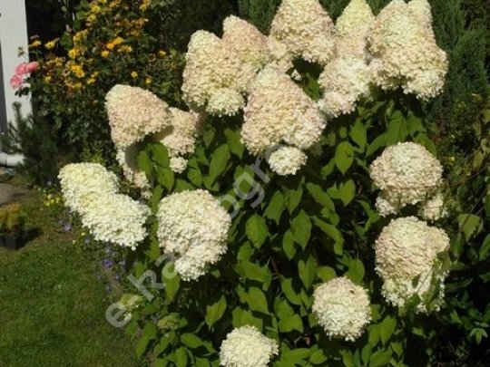 Hortensja bukietowa