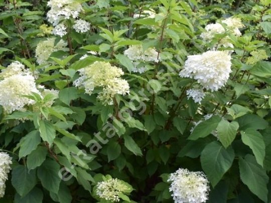 Hortensja bukietowa