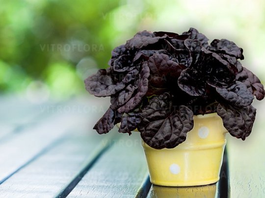 ajuga-black-scallop-kepa