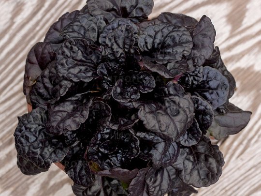 dąbrówka-black-scallop-liscie