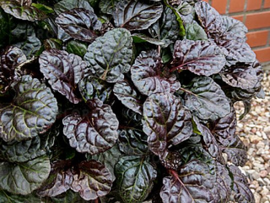 dąbrówka-black-scallop-liscie-1