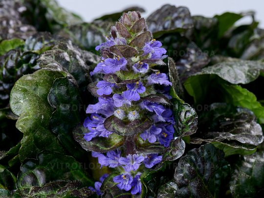 ajuga-black-scallop-kwiaty