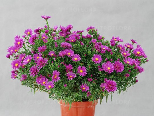 Aster krzaczasty
